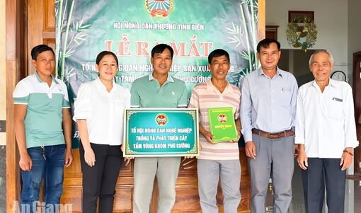 Nông dân phường Tịnh Biên liên kết trồng hơn 34ha tầm vông