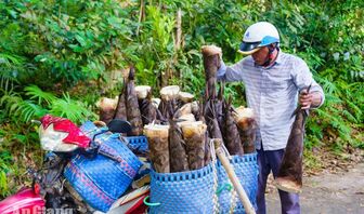 Món ngon từ măng rừng vùng Bảy Núi