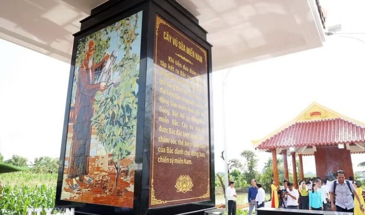 Bia kỷ niệm Bác Hồ với cây vú sữa miền Nam bên dòng kênh Chắc Răng ở Cà Mau