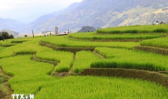 Chiêm ngưỡng vẻ đẹp ruộng bậc thang vùng cao Mù Cang Chải