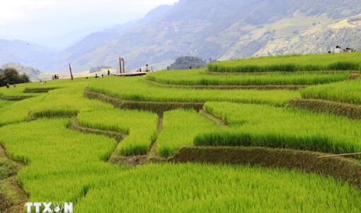 Chiêm ngưỡng vẻ đẹp ruộng bậc thang vùng cao Mù Cang Chải