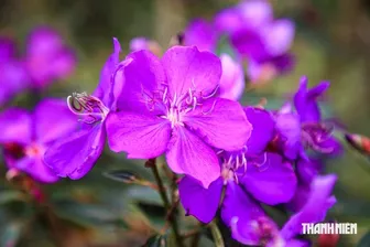 Đồi chè Đông Trường Sơn thu hút du khách với hàng ngàn cây hoa mua Úc