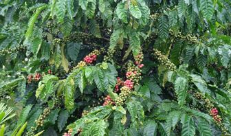 Vì sao Robusta gắn với cà phê hòa tan?