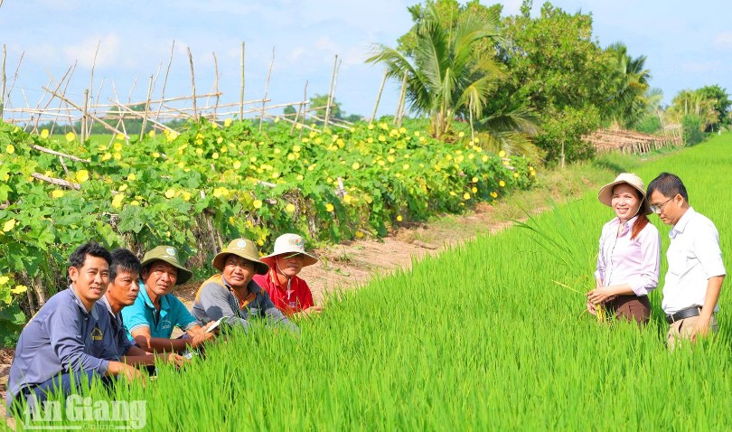 Châu Phú phát triển nông nghiệp xanh