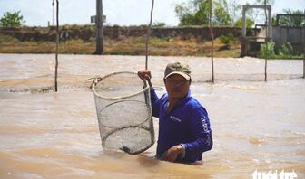 Dân miền Tây chỉ đánh bắt cá lớn, thả cá linh non về lại tự nhiên