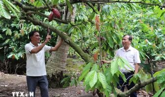 Đồng Tháp: Mô hình dừa trồng xen cacao mang lại hiệu quả kinh tế