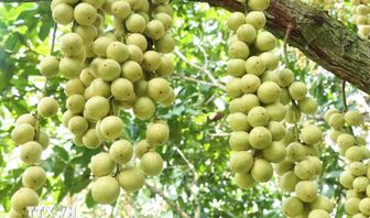 Mùa dâu Hạ Châu về trên những khu vườn ở Cần Thơ