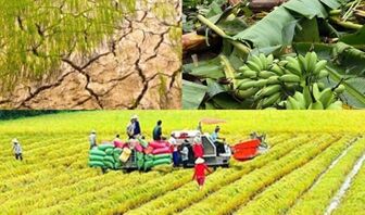 Nâng mức hỗ trợ phí bảo hiểm nông nghiệp