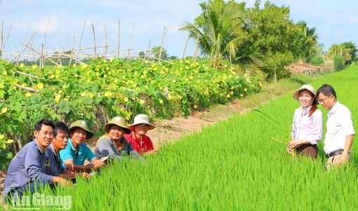 Châu Phú phát triển nông nghiệp xanh