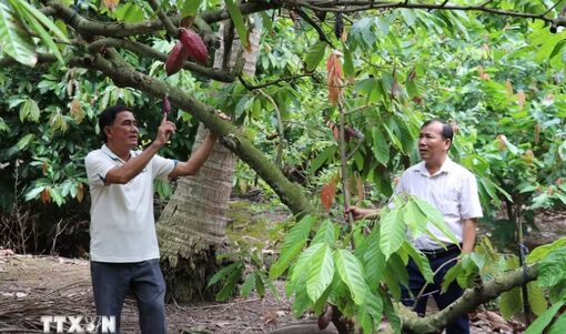 Đồng Tháp: Mô hình dừa trồng xen cacao mang lại hiệu quả kinh tế