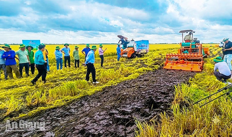 Hòn Đất triển khai 200ha lúa chất lượng cao, phát thải thấp