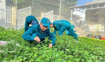 Vườn rau xanh của người lính