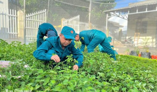 Vườn rau xanh của người lính