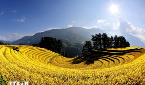 Gợi ý những cung đường vàng mùa lúa chín giàu bản sắc trên rẻo cao Tây Bắc