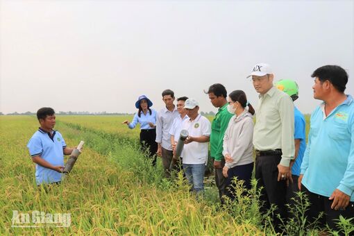 Lúa phát thải thấp giúp nông dân Hòa Điền tăng lợi nhuận hơn 9 triệu đồng/ha