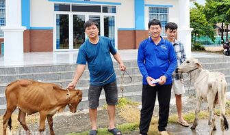Châu Phong trao 11 cặp bò sinh kế cho hộ cận nghèo, hộ mới thoát nghèo