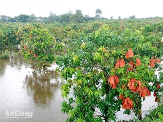 Khánh Bình chủ động rút nước, bảo vệ khoảng 200ha xoài