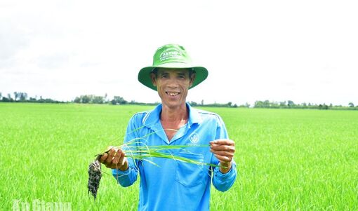 An Giang nhân rộng vùng sản xuất lúa 1 triệu hecta chất lượng cao