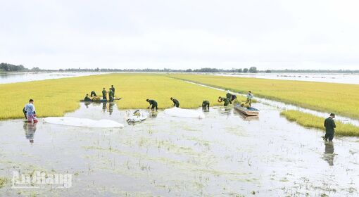 Vĩnh Điều huy động lực lượng thu hoạch lúa bị ngập