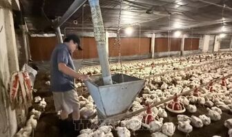 Thu đến 20 tỷ đồng/năm từ nuôi gà công nghiệp công nghệ cao