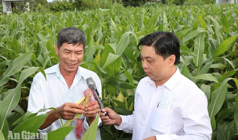 Hội An giới thiệu mô hình trồng bắp thu trái non gắn liên kết tiêu thụ