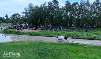[Ảnh] Bò đua rèn sức, chuẩn bị tranh tài tại Hội đua bò Bảy Núi