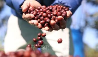 Giá cà phê phục hồi, nguồn cung toàn cầu tiếp tục gây áp lực