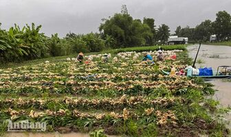 U Minh Thượng có 6.385ha nông nghiệp trước nguy cơ ngập, nông dân chạy lũ