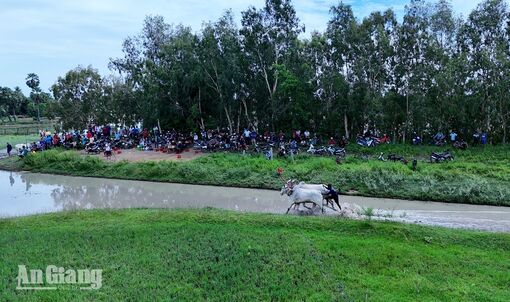 [Ảnh] Bò đua rèn sức, chuẩn bị tranh tài tại Hội đua bò Bảy Núi