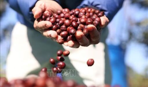 Giá cà phê phục hồi, nguồn cung toàn cầu tiếp tục gây áp lực