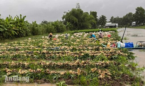 U Minh Thượng có 6.385ha nông nghiệp trước nguy cơ ngập, nông dân chạy lũ