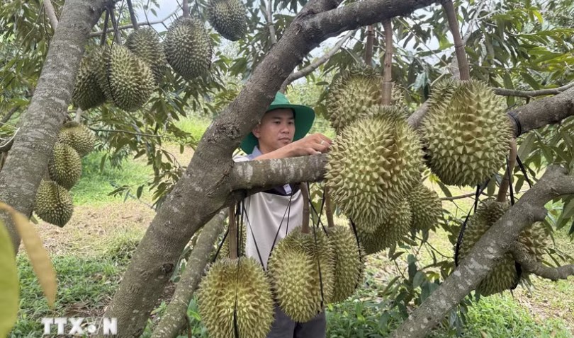 Nghị quyết 57-NQ/TW: Số hóa nông nghiệp, mở đường xuất khẩu nông sản