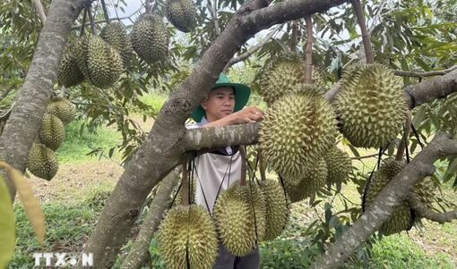 Nghị quyết 57-NQ/TW: Số hóa nông nghiệp, mở đường xuất khẩu nông sản