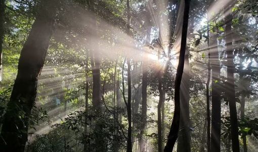 Vườn Quốc gia Kon Ka Kinh - món quà thiên nhiên vô giá của cao nguyên Gia Lai