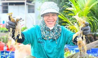 Nông dân Vĩnh Bình lợi nhuận khá khi nuôi tôm càng xanh toàn đực