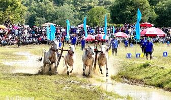 Sẵn sàng cho ngày hội đua bò Bảy Núi