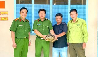 Người dân Tri Tôn giao nộp cá thể rùa răng quý hiếm