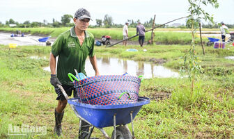 Nông dân An Giang kiếm thêm thu nhập từ việc làm thời vụ