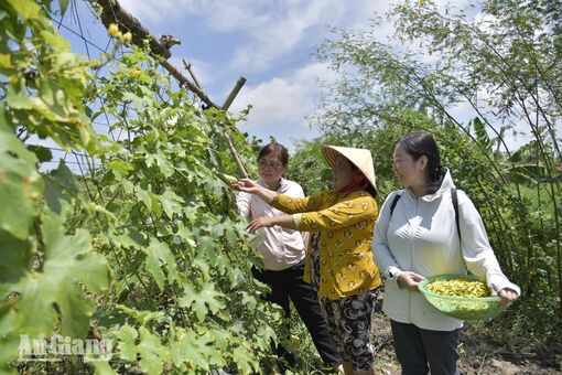 Mùa nước nổi, nông dân An Giang tìm thêm sinh kế