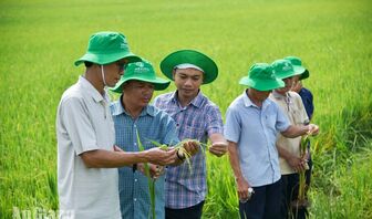 Nông dân An Giang sản xuất xanh, thêm lợi nhuận