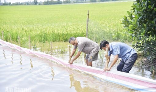 Nông dân An Giang căng mình giữ lúa thu đông trước mưa lũ