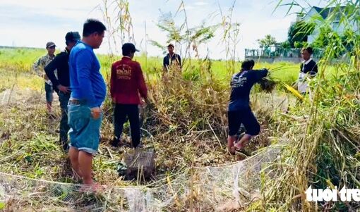 Rủ nhau đi săn chuột đồng vào mùa no lúa miền Tây