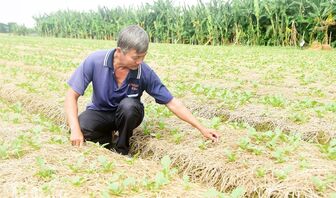 Bình Mỹ tái cơ cấu nông nghiệp