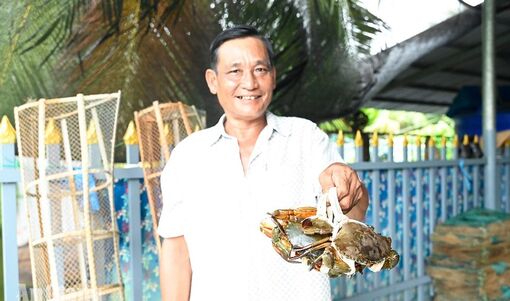 Giá cua Vĩnh Phong ổn định, người nuôi phấn khởi