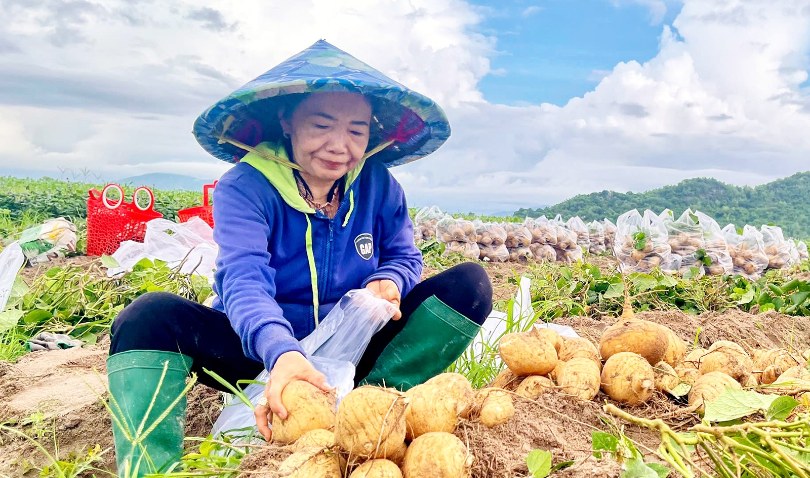Sắn Ba Chúc được mùa, được giá