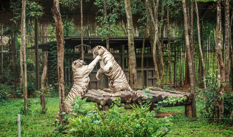 Nắm giữ “kỷ lục kép” thế giới - Vinpearl Safari Phú Quốc “khủng” cỡ nào?