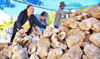 Thiếu vốn, hợp tác xã khó nâng giá trị nông sản
