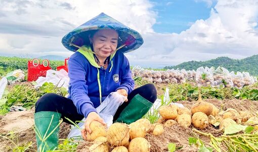Sắn Ba Chúc được mùa, được giá