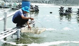 Lão nông miền biển tay trắng vươn lên thành tỷ phú nuôi tôm