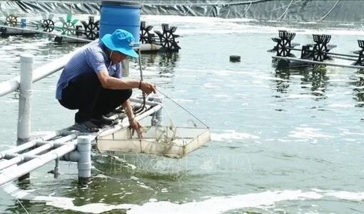 Lão nông miền biển tay trắng vươn lên thành tỷ phú nuôi tôm